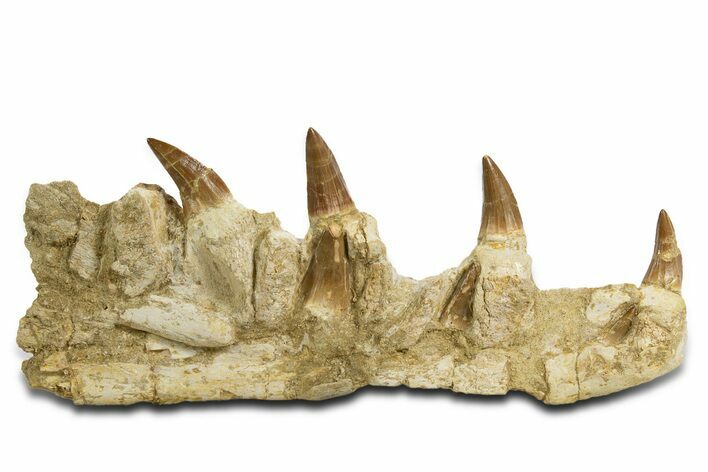 Mosasaur (Hainosaurus) Jaw with Seven Teeth - Morocco #344926